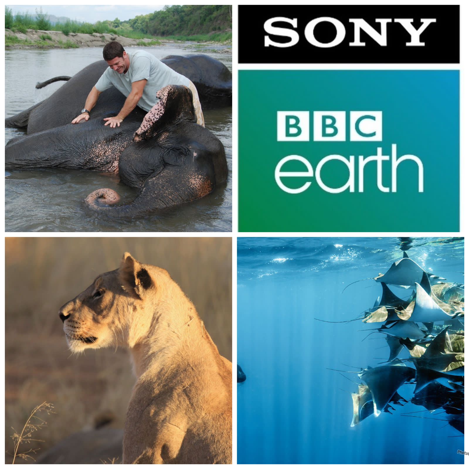 7 shows to watch on Sony BBC Earth as the channel turns 7