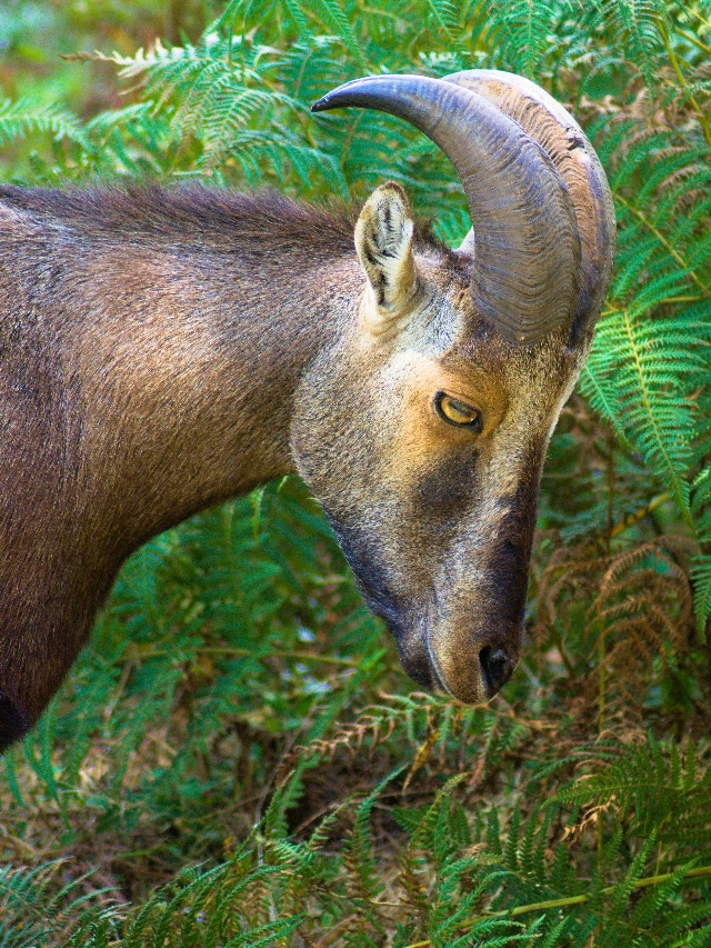 7 Rare Wildlife Species Native To India