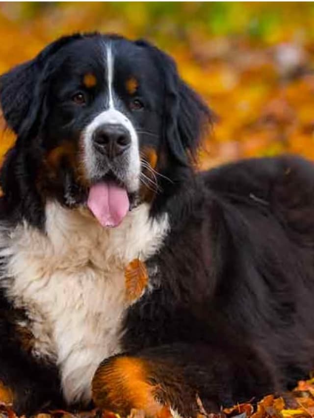 7 Dog Breeds With Shortest Life Expectancy